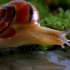 【实拍】你见过蜗牛喝水吗？