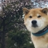 [柴犬Maru的日常]和耙耙一起骑车去上野公园看樱花<(￣︶￣)>
