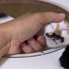 猫打呼噜，一分钟纯享版