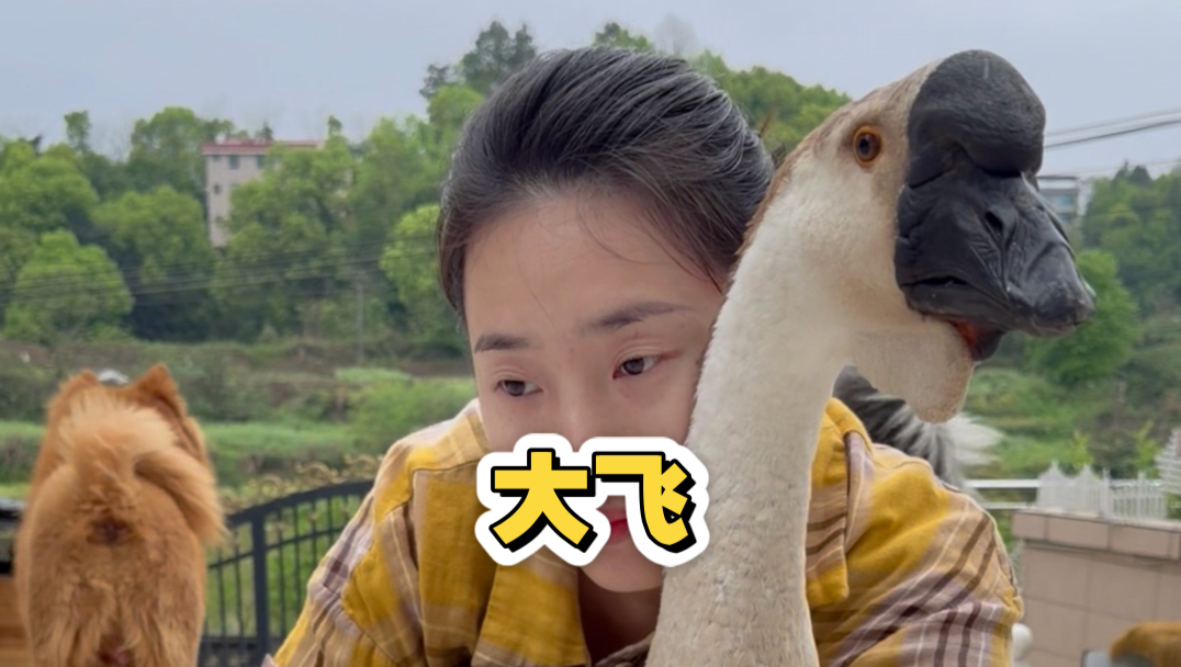 收到粉丝求助 收养了一只老鹅 我是不想养鹅 怕他到处乱拉 ，经过这几天的观察 我发现神奇的一幕 ，也明白了 他的主人 为什么不忍心杀他#万物皆有灵性