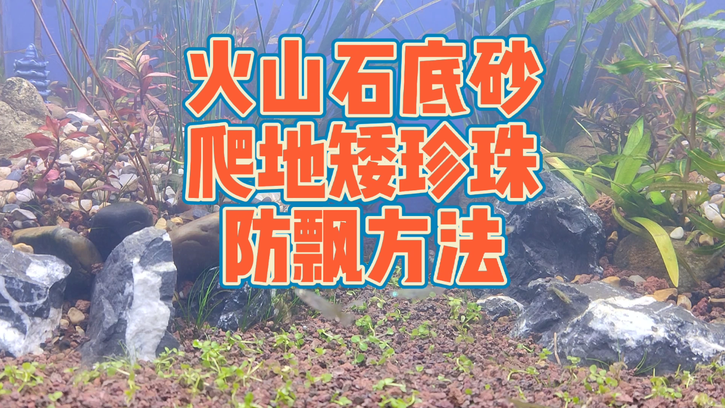 火山石底砂种水草会飘？这是没掌握正确方法，火山石颗粒做鱼缸底砂，栽种水草易飘的原因，火山石底砂种植爬地矮珍珠水草防飘方法，火山石底砂种植水草的正确方法讲解