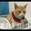 麻薯到家啦！！！一来就拉屎