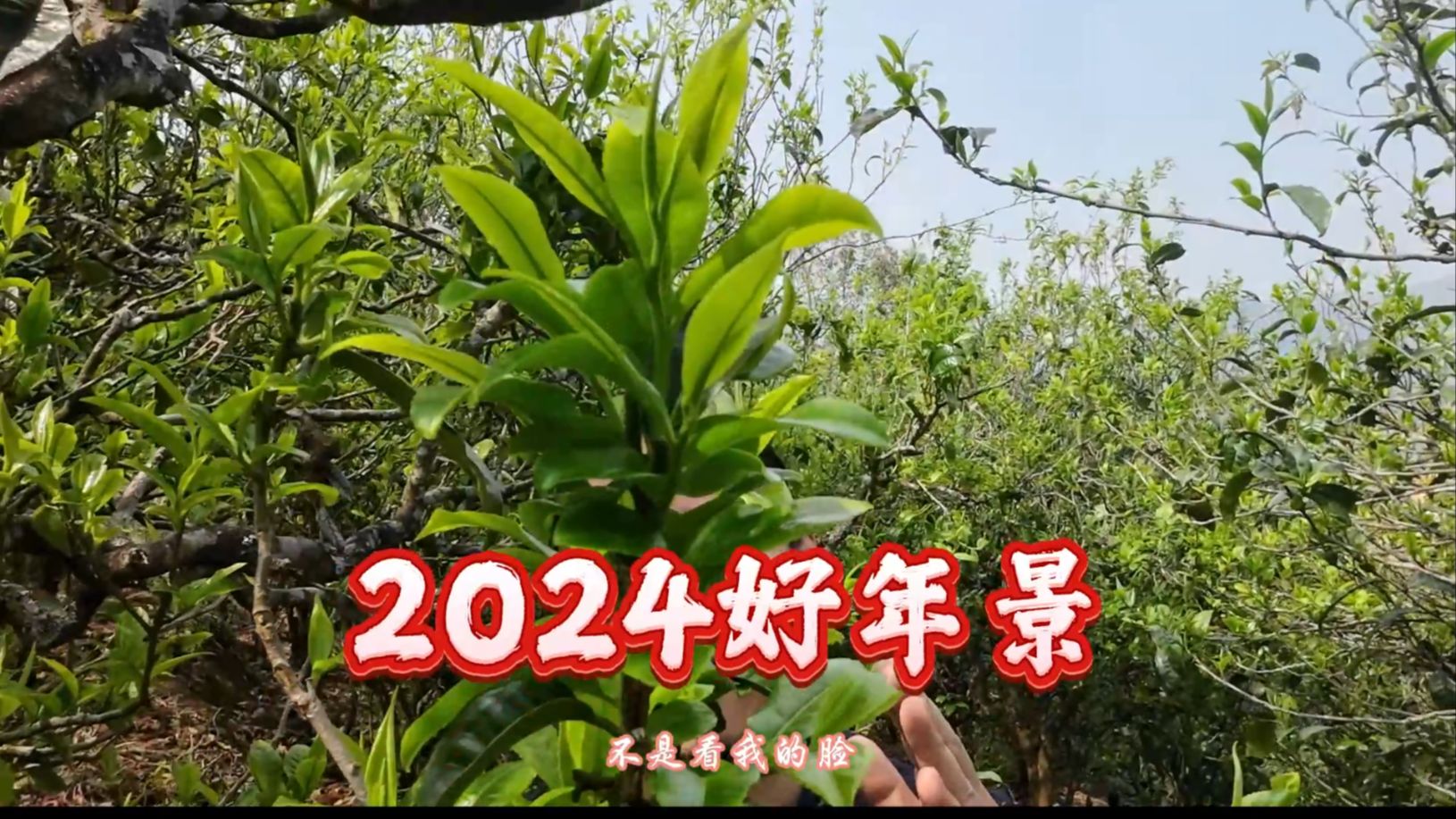 2024好年景