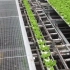 大型农业园区商业温室育苗自动化种植模式