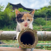 小奶狗厉害了，霸凌小猫
