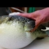 【日本美食】日式河豚刺身，河豚火锅，最简单的河豚处理方式