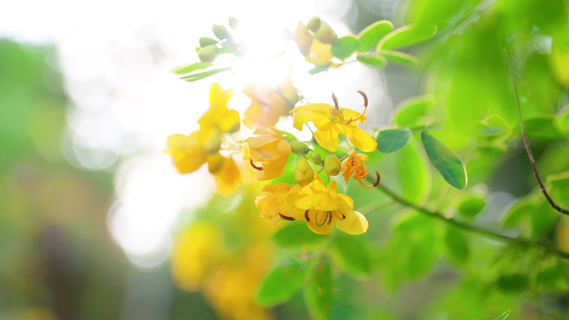 【空镜素材】春暖花开