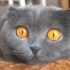 【盘点排名】15种最贵的宠物猫@僻僻拾遗字幕组