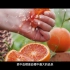 资中血橙宣传片
