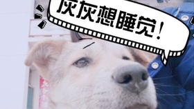 ba121f22b8ffe5c8621e085879ba5cdd5bbbd17e.jpg@280w_158h_1c_100q.jpg