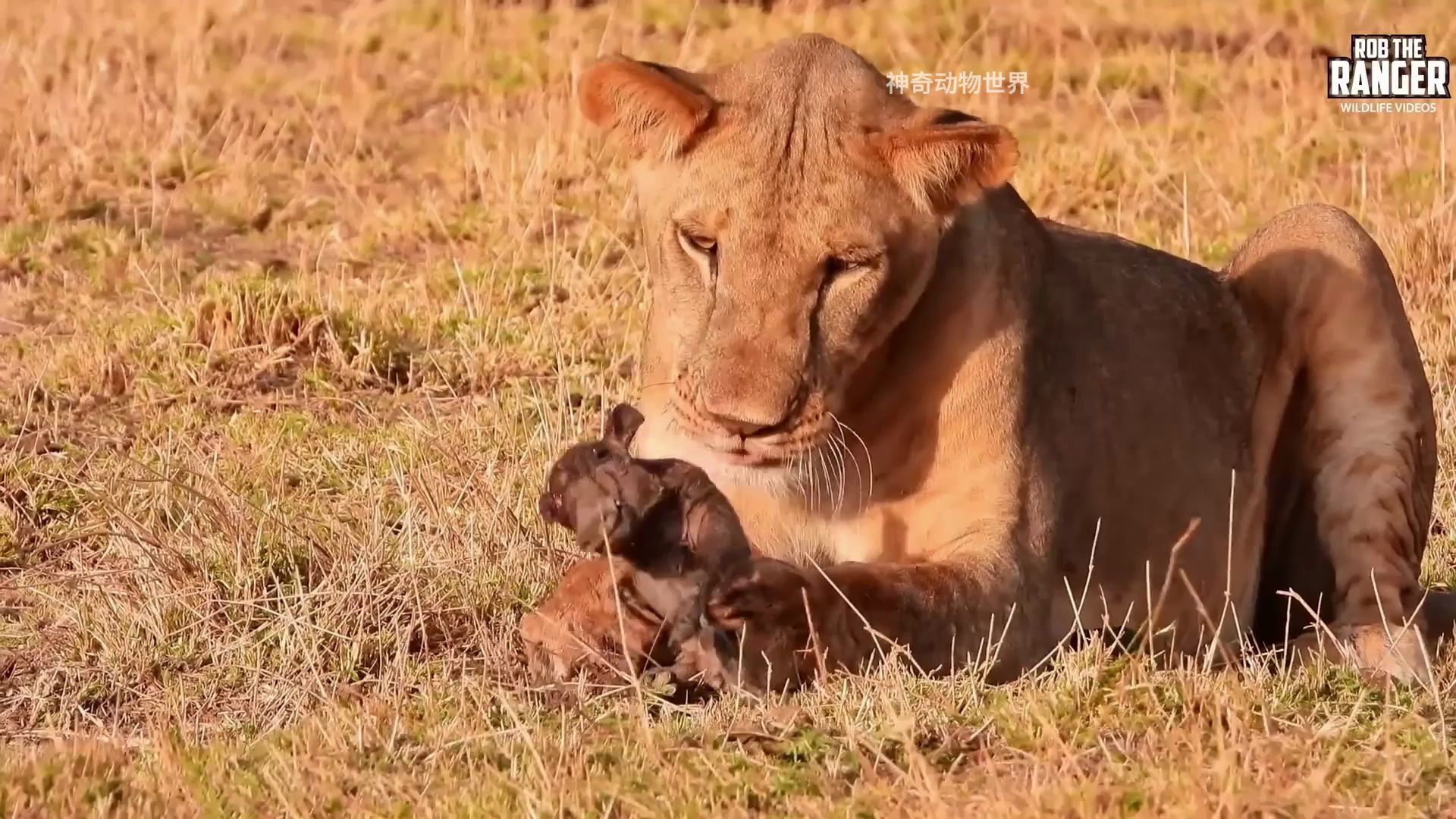 母狮活吃小疣猪