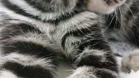 ba24d18160d76d089e4f5702c983eab31deab08b.jpg@280w_158h_1c_100q.jpg