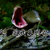 当黑眉锦蛇来敲门……敲窗