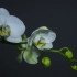 8K VIDEOS - UltraHD HDR (60fps) | Blooming Flowers Timelapse