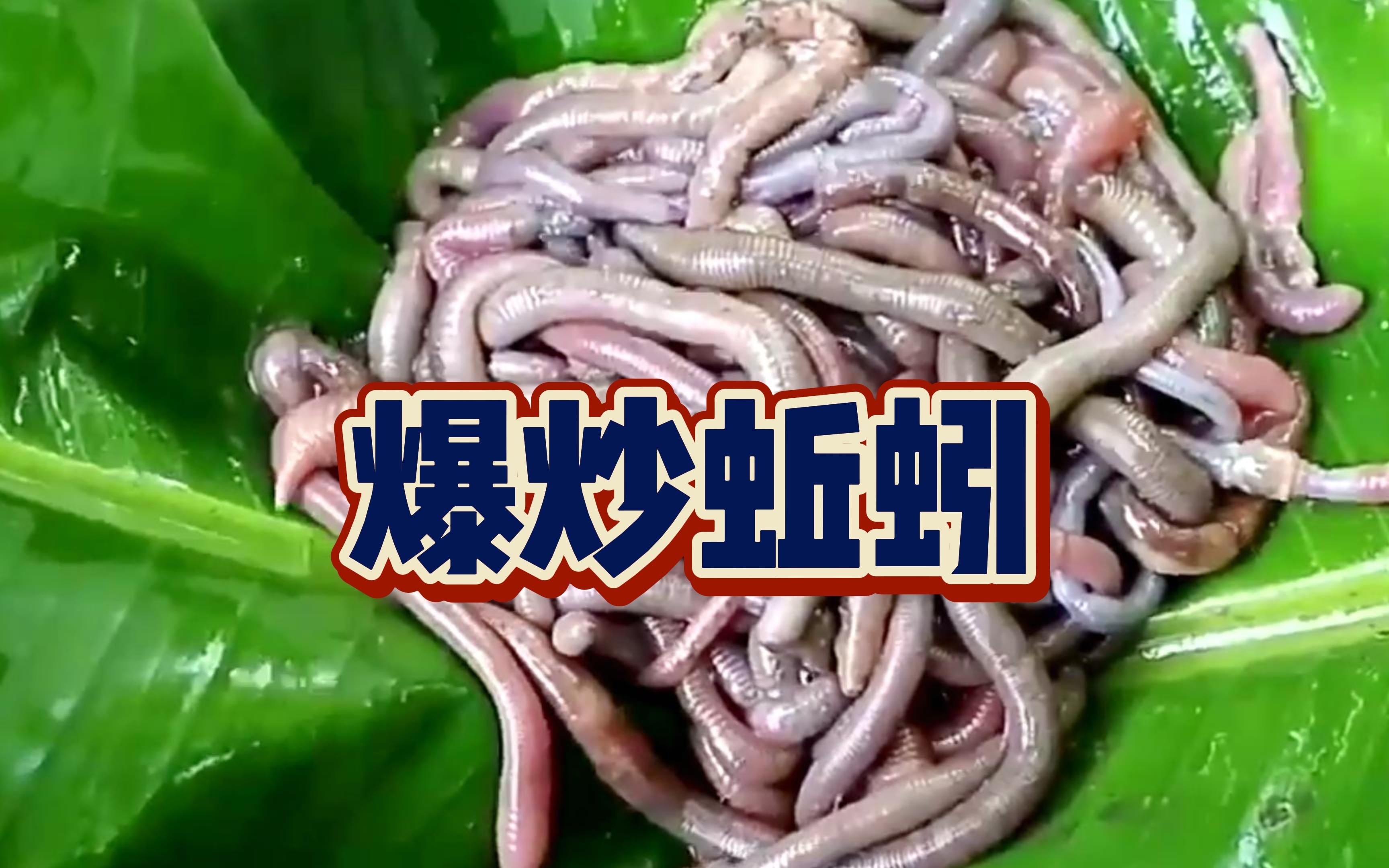 越南大姐亲自示范蚯蚓的吃法！爆炒蚯蚓，你爱了吗？