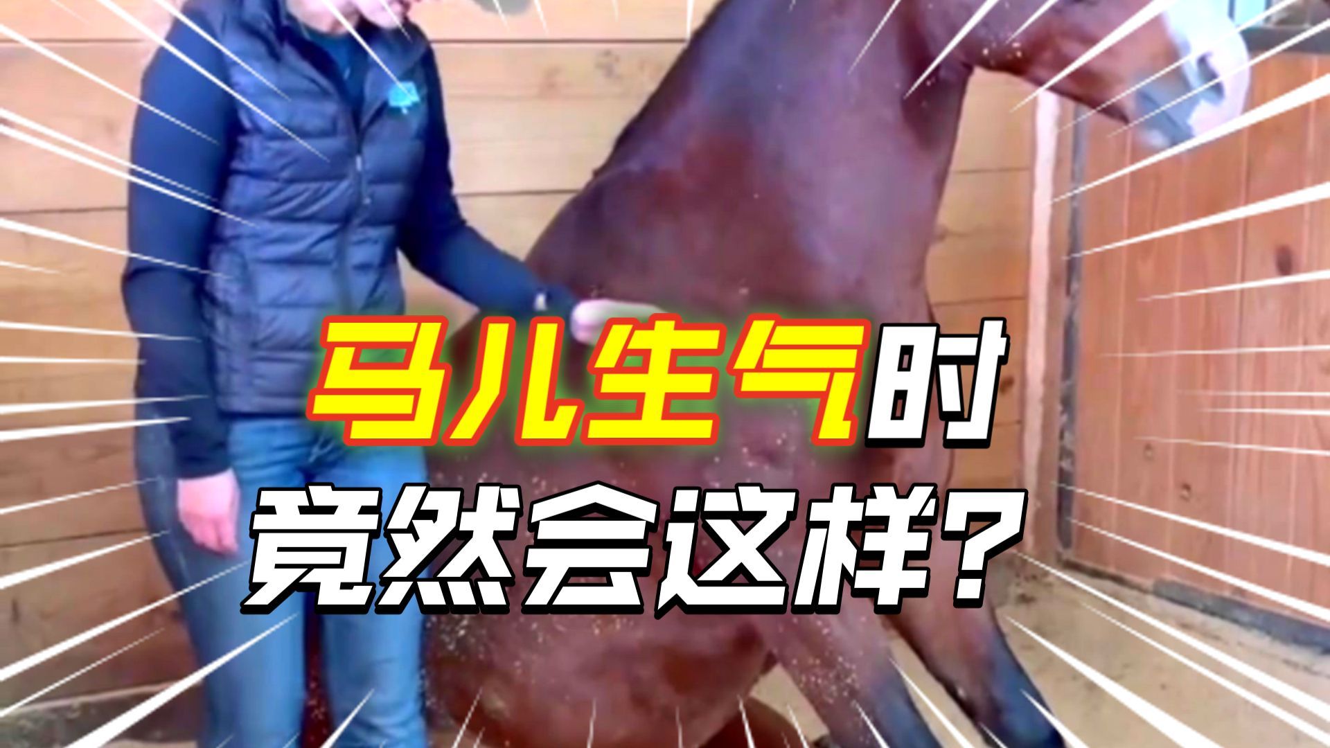 当马儿站累了，它就会坐在地上休息