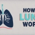 【TED的生理卫生课】肺的作用【中英文字幕】