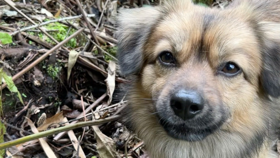 【菌犬憨包】Up主探索中，欢迎收看求三连！