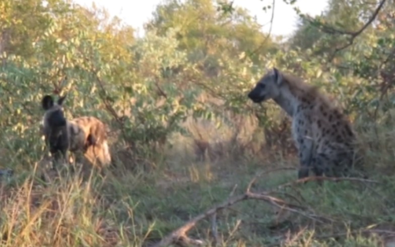 斑鬣狗宝宝和非洲野犬一起乘凉2024.2.16