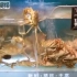 一只螃蟹的自我奋斗，从128元/斤的缸爬到198元/斤的池