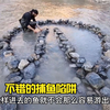用石头做成的捕鱼陷阱，一次就能收获到几十条鱼