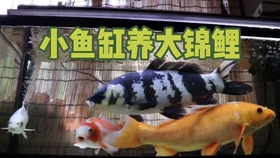 怎么养鱼才不会跳缸 ba97fe6b1bba61e7f3828eb96f1f923b2c09e55d.jpg@280w_158h_1c_100q.jpg