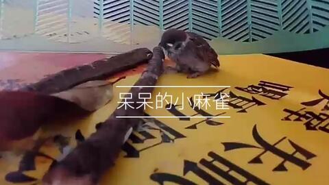 麻雀能活几年啊 baba6cfa3965a960eecbe535f84e4a495dc0e1fb.jpg@480w_270h_1c