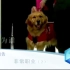 【央视纪录片-关于导盲犬与训练员】非常职业·爱上导盲犬