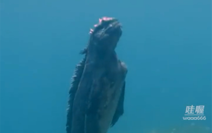海鬣蜥：这辈子能不能成哥斯拉，就看日本了