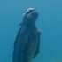 海鬣蜥：这辈子能不能成哥斯拉，就看日本了