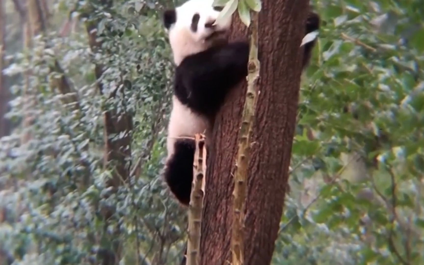 熊猫到底是怎么爬树的？_哔哩哔哩_bilibili