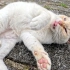 当我触摸燕尾服猫时，嫉妒的白猫在地上打滚并抗议。