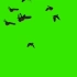 绿幕视频素材飞鸟