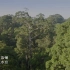 4674457  4K热带雨林风景绿色地球动物树木花草生态治愈短片实拍视频素材