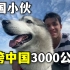 德国小伙和哈士奇，挑战纵跨中国3000公里，只为捐助流浪狗！