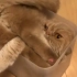 H这难道是传说中的盒子猫，就喜欢在盒子里待着？