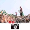 【瞎拍合集】尼康Zfc+16-50套机 自制黑白曲线预设JPEG直出及彩色套用自制LR预设