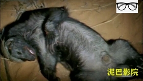 平头哥动物园全集 bb2e90f16de90078e825f6c05bcf7cc7bd4f78a0.jpg@280w_158h_1c_100q.jpg