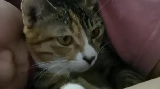 我就蹭蹭