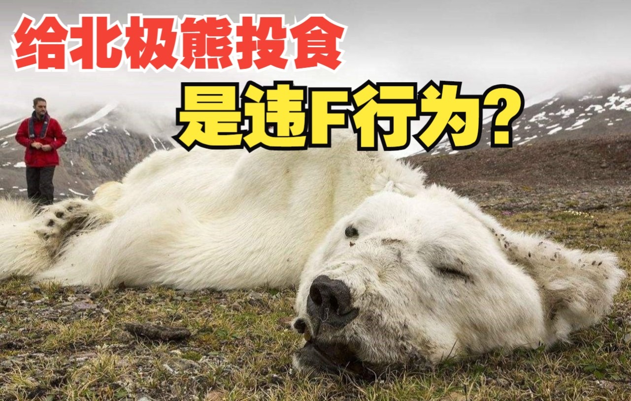 为什么给即将饿死的北极熊投食，是违法行为？