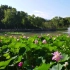 西安夏荷之兴庆公园，改造后的荷花池你感觉如何？