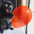 搞笑动物视频：世界上最搞笑的猫咪调皮|搞笑猫咪视频