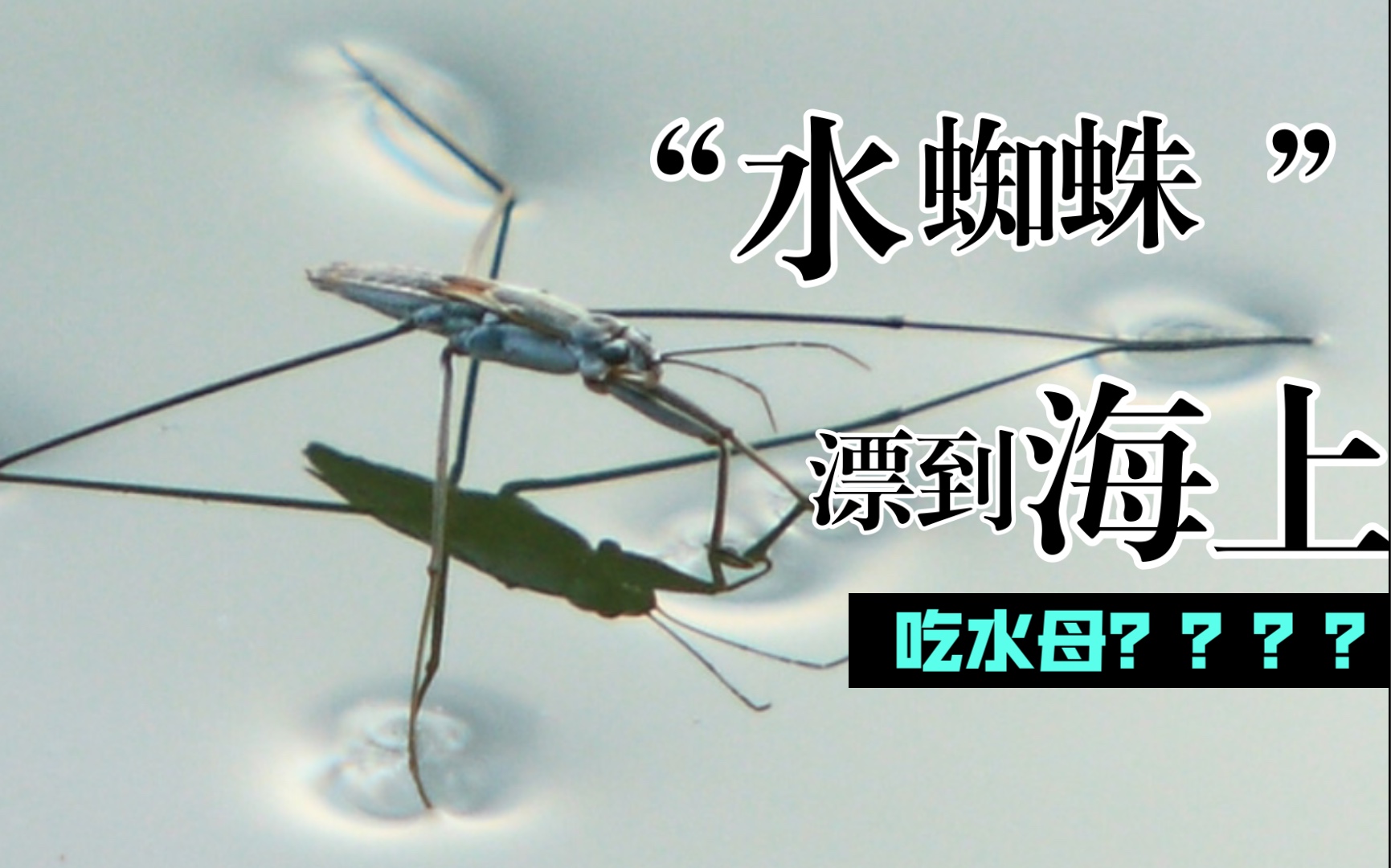 茶网蝽-湖南省茶树病虫害图谱及绿色防控-图片