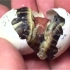 卵黄囊相连的两只连体龟成功分离