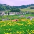 “你就是盛开着的 漫山遍野的温柔”-瑞士小镇风景