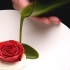全球唯一米其林 “剧毒玫瑰” 复刻出来会是什么味道