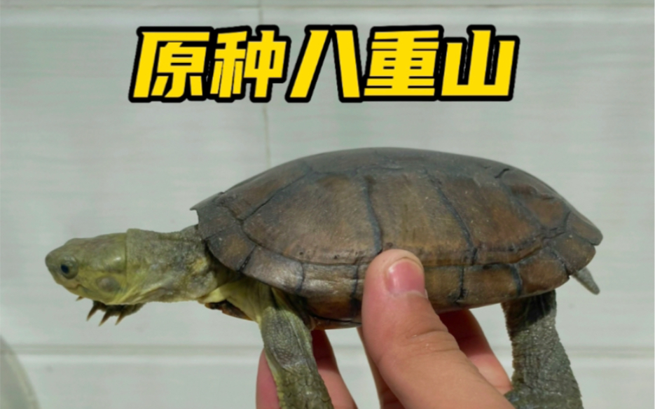 八重山牙底滑壳老种母