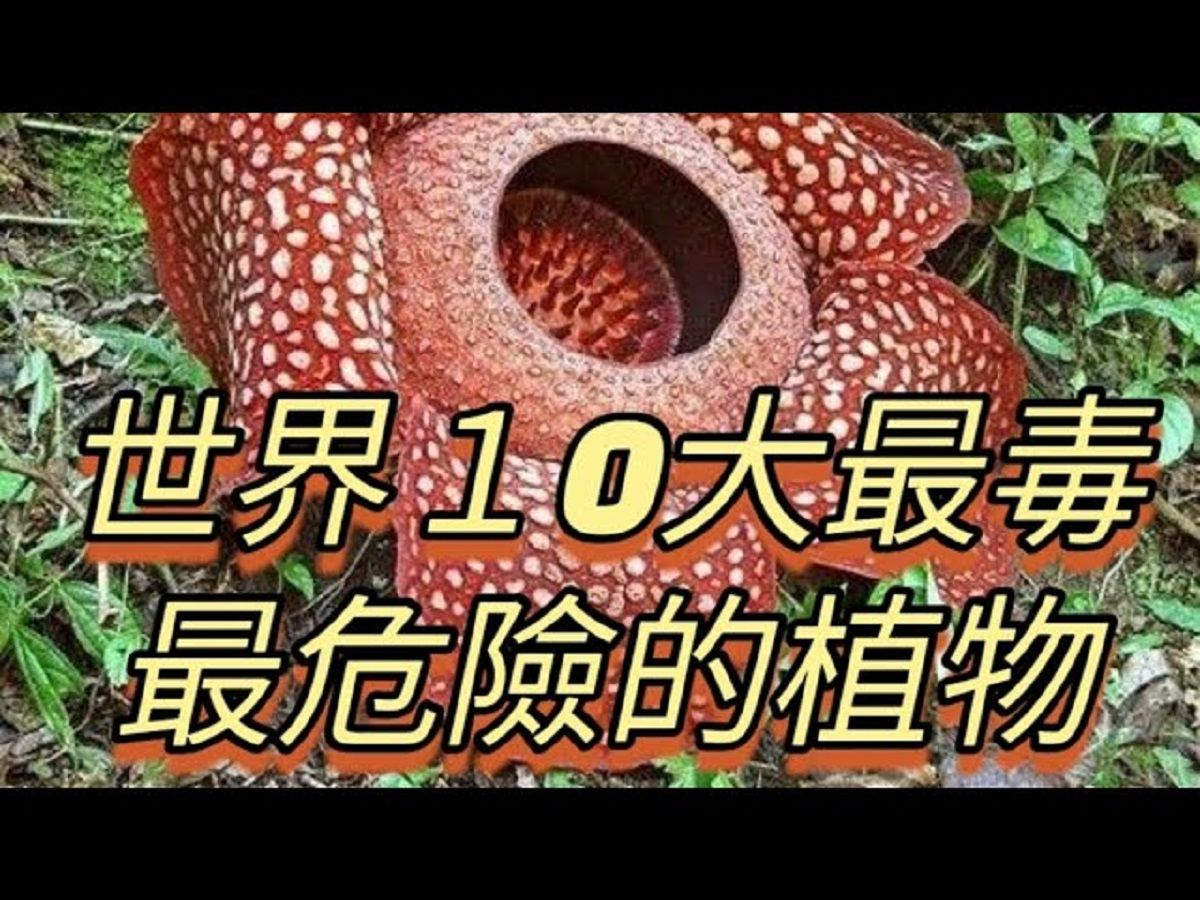 世界１0大最毒、最危險的植物#世界之最 #出類拔萃 #腦洞大開 #top10 #國家 #最毒植物