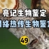 网络热门生物鉴定49