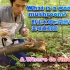 跟我一起采蘑菇！北美美东野生木耳，如何识别和采摘